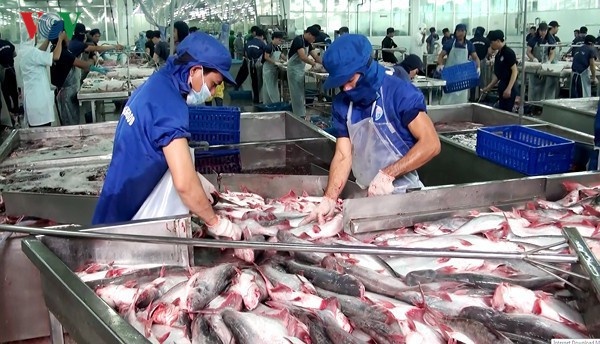 Chế biến cá tra